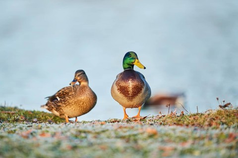 Wild duck