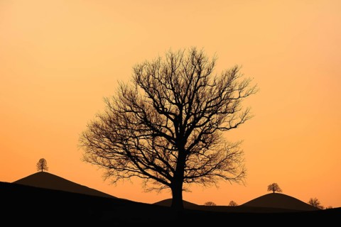 Solitary tree
