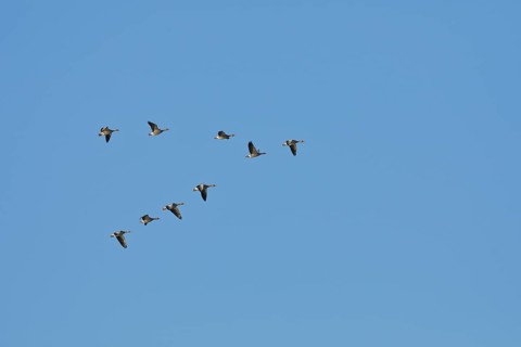 Greylag geese