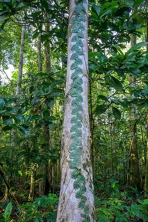 Leaf tendril on tree trunk
