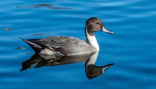 Pintail