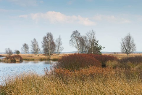 Bog myrtle