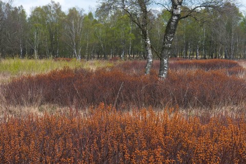 Bog myrtle