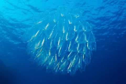 Barrelhead