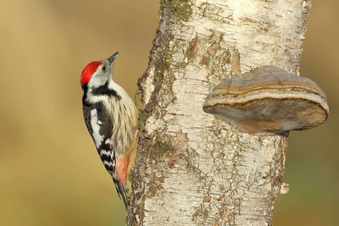 Middle spotted woodpecker