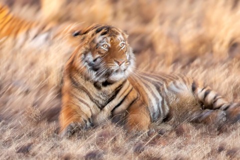Bengal tiger
