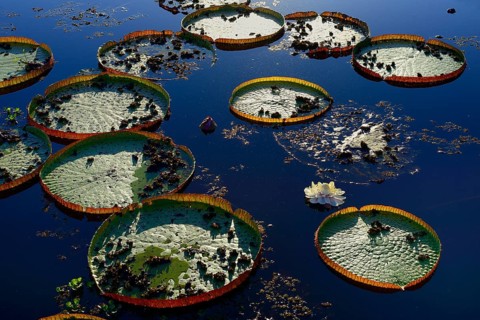 Leaves of the amazon water lily