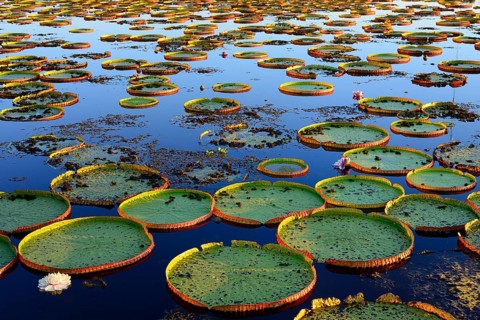 Leaves of the amazon water lily