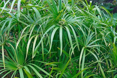 Umbrella plant