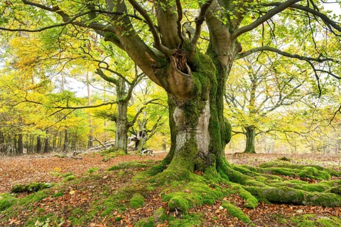 Knotty copper beech