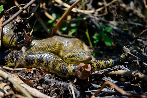Yellow anaconda
