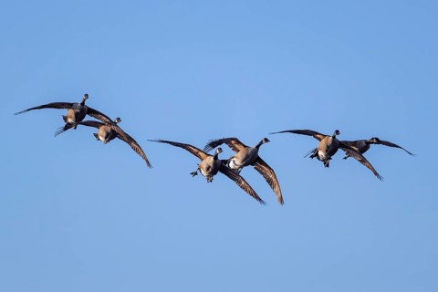 Canada geese in relay flight
