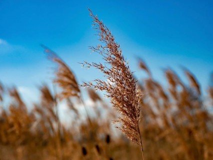 Common reed