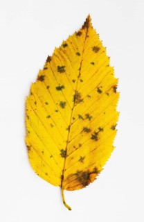 Autumnal discoloured elm leaf