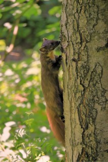 European pine marten