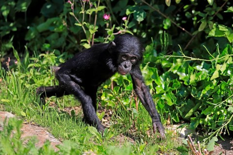 Bonobo