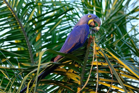 Hyacinth macaw