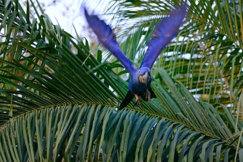 Hyacinth macaw