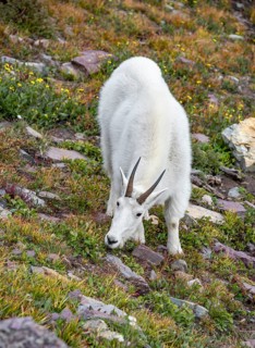 Mountain goat