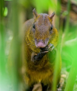 Central american agouti