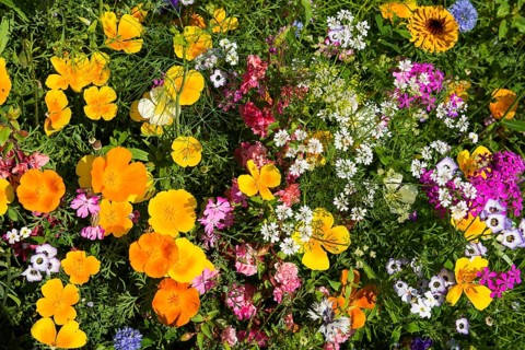 Flower meadow for insects