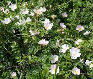 Flowering rugosa rose