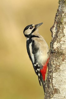 Great spotted woodpecker