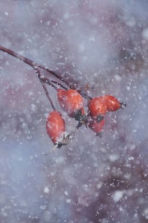 Dog rose