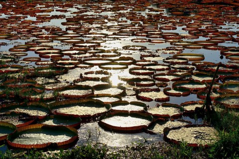 Leaves of the amazon water lily