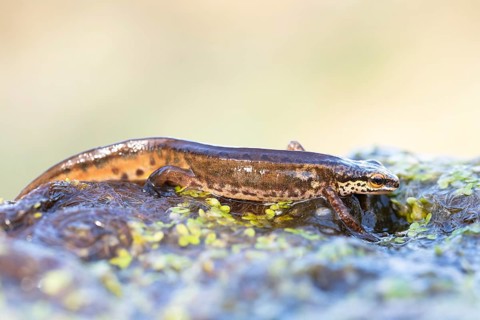 Palmate newt
