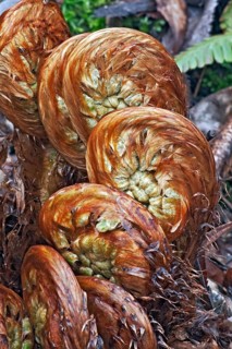 Thick stemmed wood fern