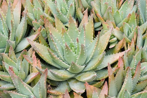 Short-leaved aloe