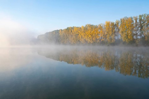 Morning fog and autumn coloured poplars
