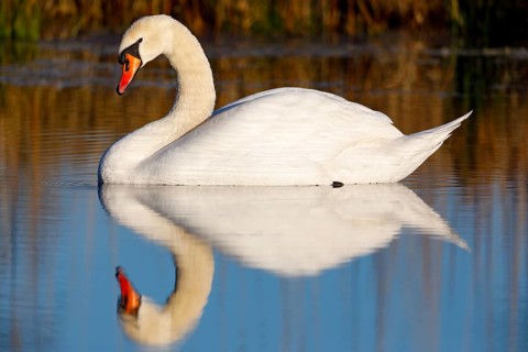 Mute swan