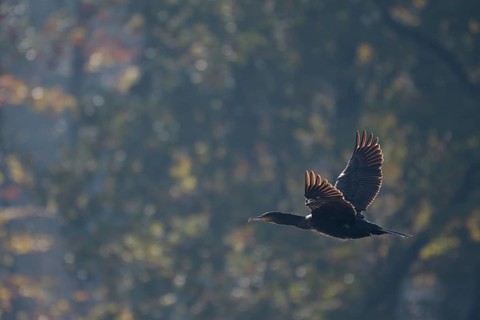 Great cormorant