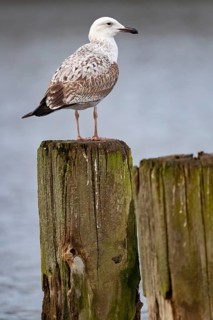 A young Caspian Gull