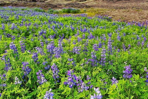 Blue flowering nootka lupins