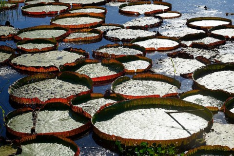 Amazon water lily