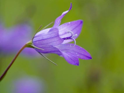 Spreading bellflower