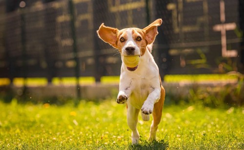 Beagle dog fun in backyard
