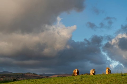 Three domestic cattle