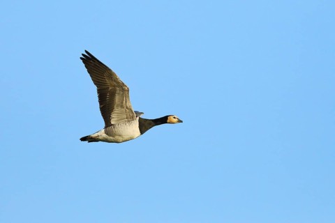 Barnacle goose