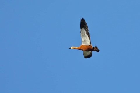 Ruddy shelduck