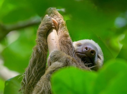 Hoffmann's two-toed sloth