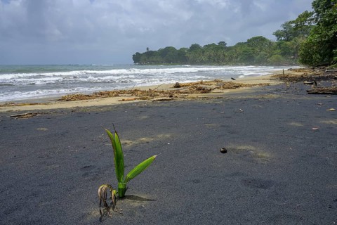 Coconut palm sprouts on a black sand beach