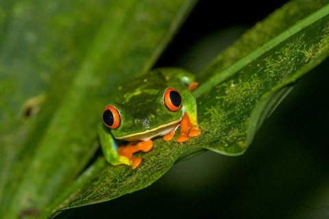 Red-eyed tree frog