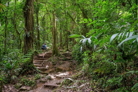 Woman walking on path through rainforest