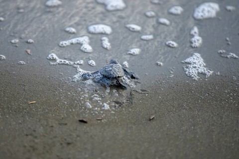 Newly hatched olive ridley sea turtle