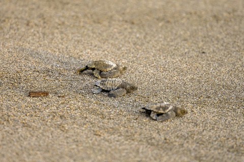 Newly hatched olive ridley sea turtles