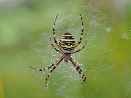 Wasp spider